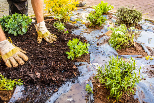 Professional landscaper applying bark mulch around garden plants for weed suppression and moisture retention