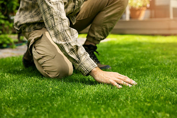 Man in plaid shirt kneeling on lush green lawn inspecting overseeding results after professional aeration and overseeding service