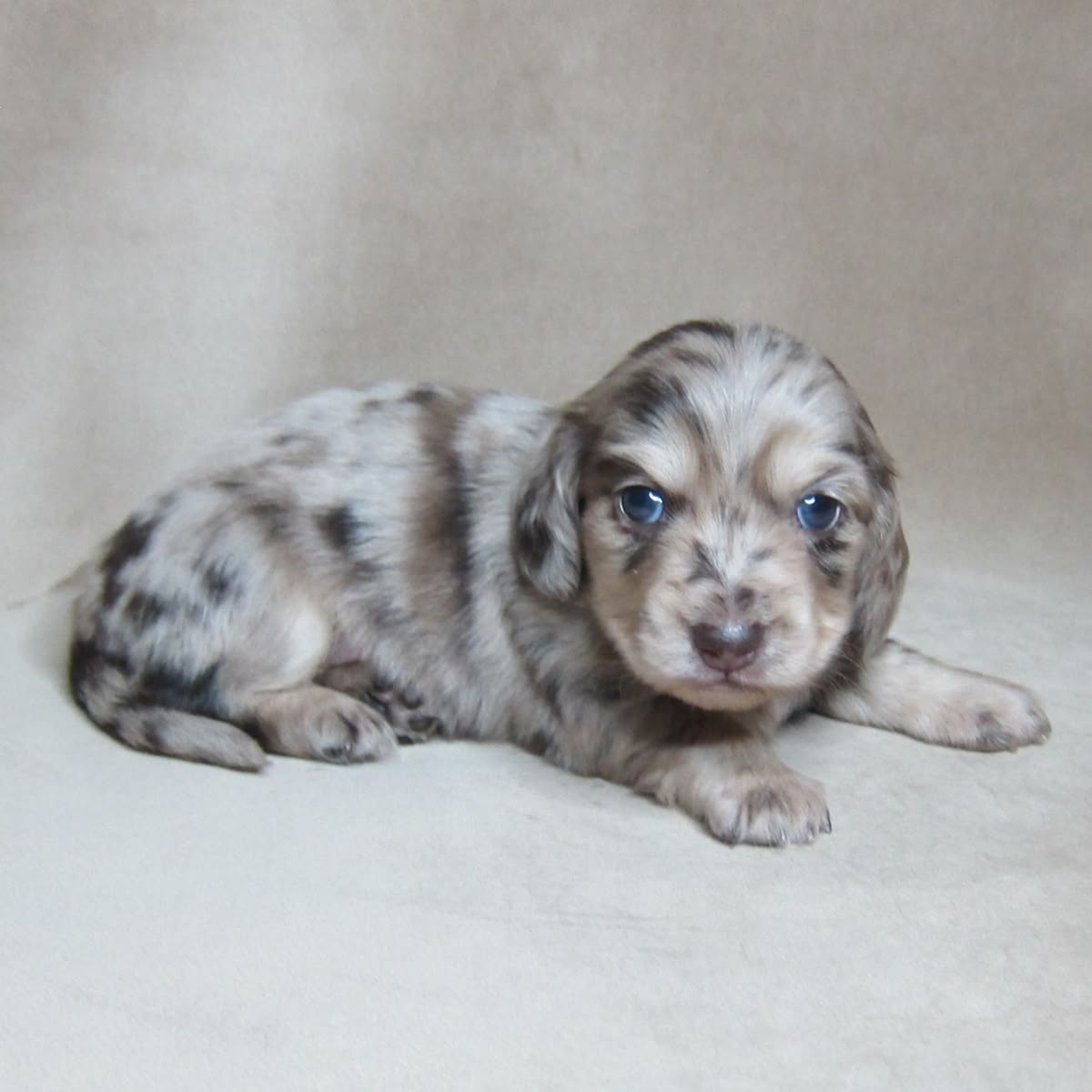 Gray and black striped Dachshund puppy with blue eyes resting calmly