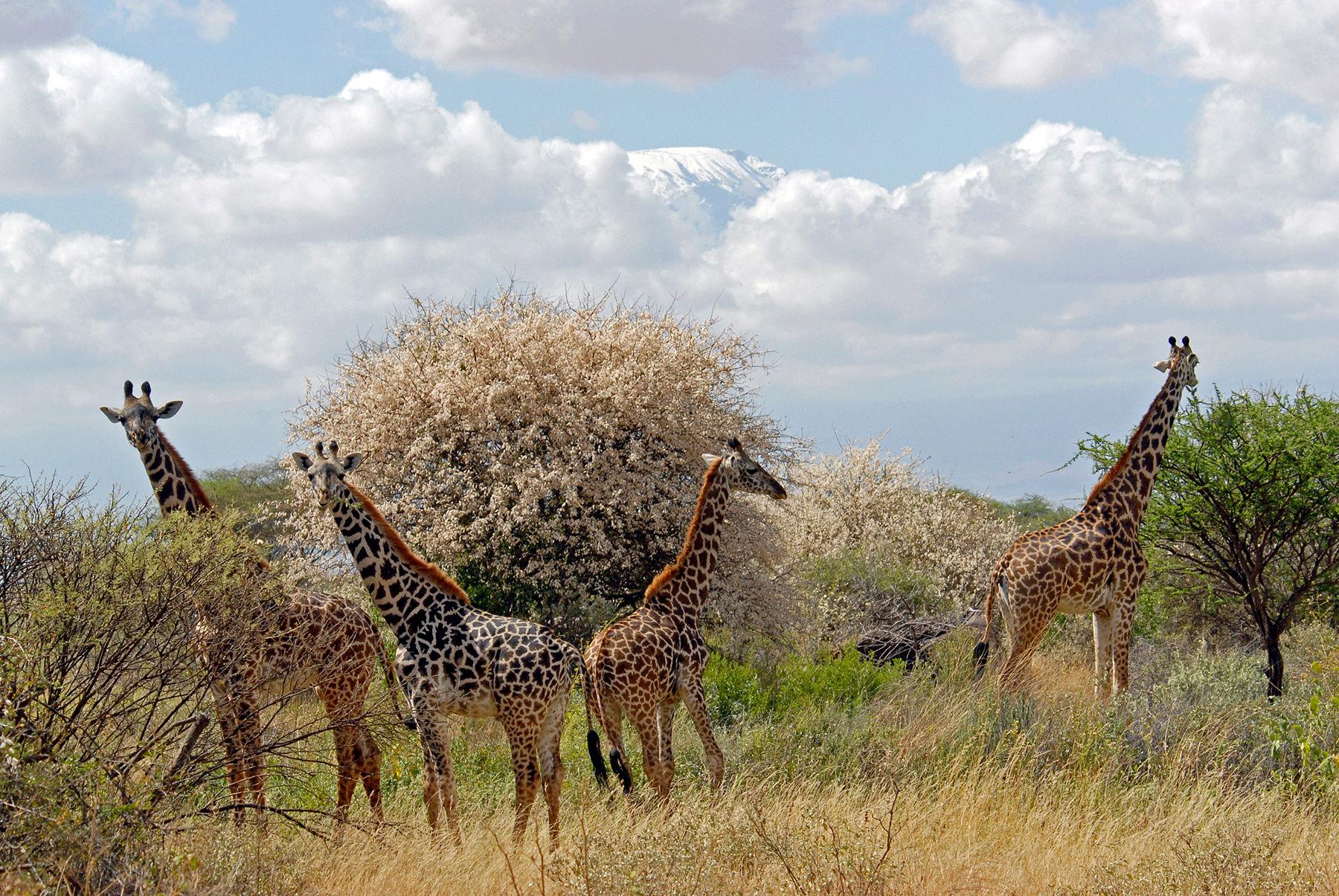 Classic Safari