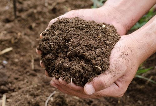 Cow Dung Products