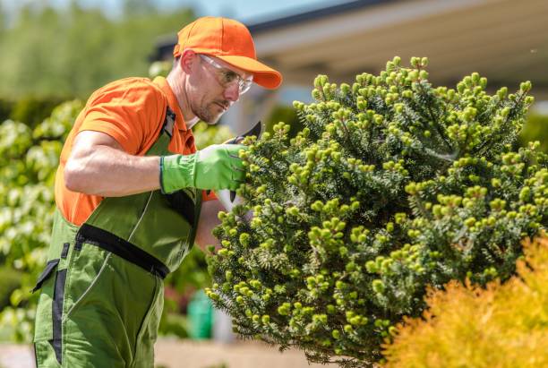 Professional landscaper in orange shirt and green overalls trimming round flowering shrubs in a garden