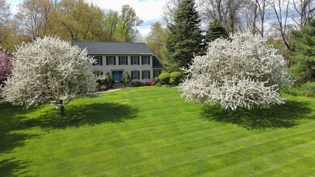 Beautiful two-story light gray house with expansive green lawn and white flowering trees showing complete lawn renovation results after professional aeration overseeding service