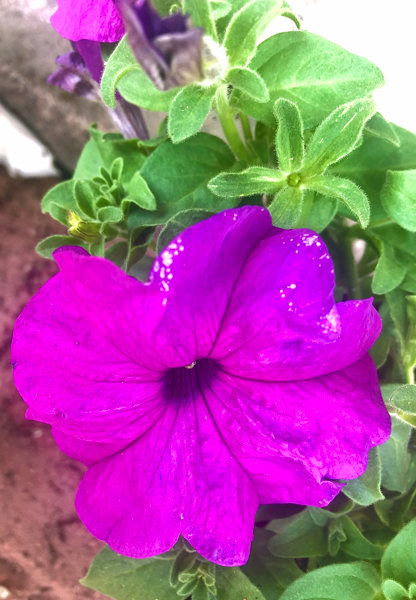 Purple petunia close up