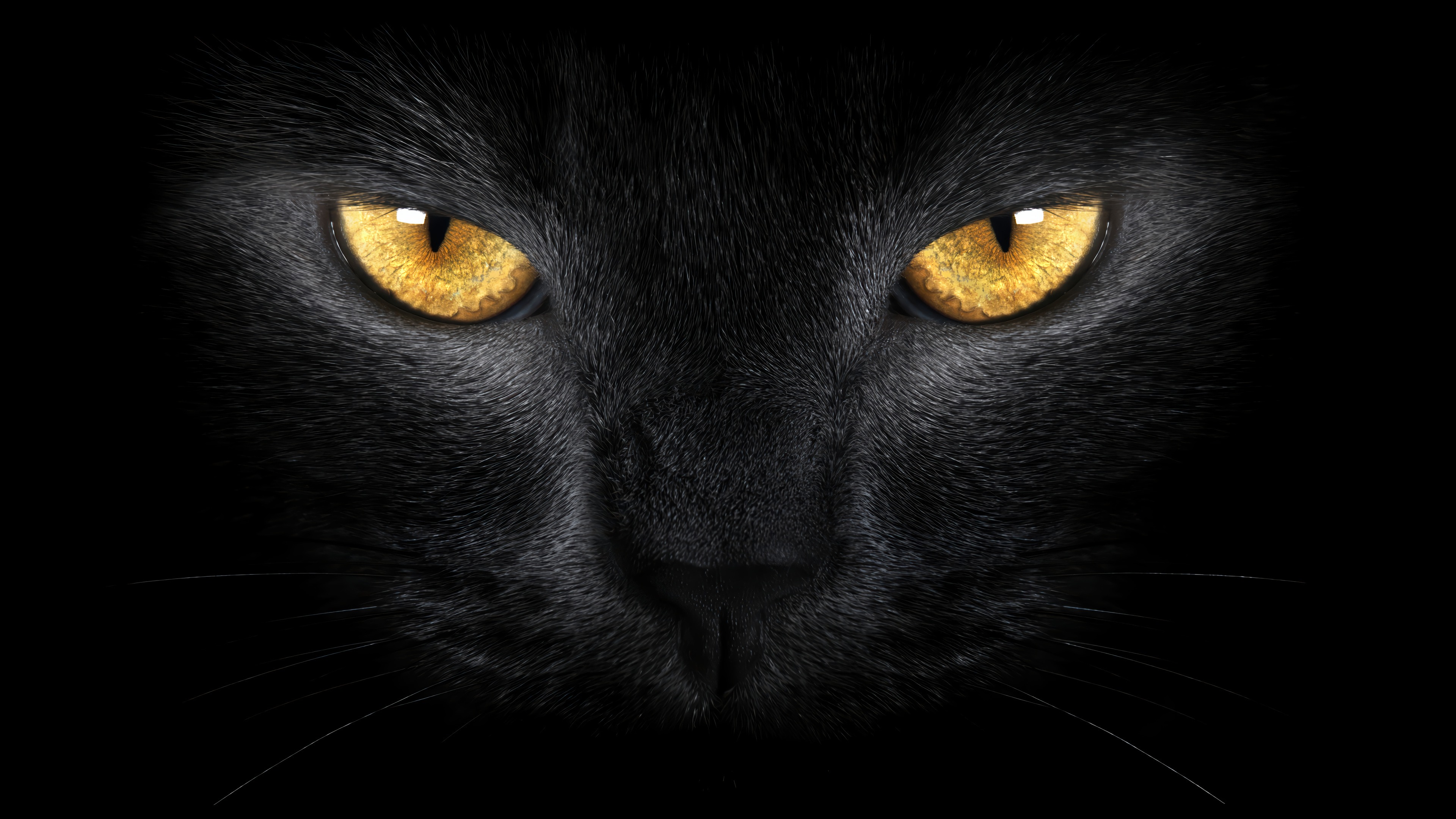 Black Cat Yellow Eyes