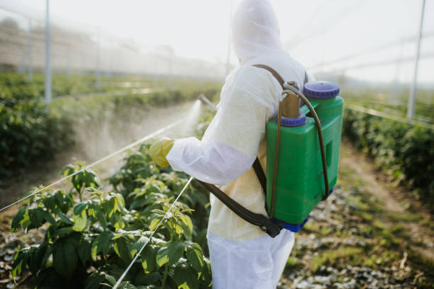 Professional weed control technician in protective gear applying targeted herbicide treatment with backpack sprayer to eliminate weeds from lawn and garden areas for complete weed elimination
