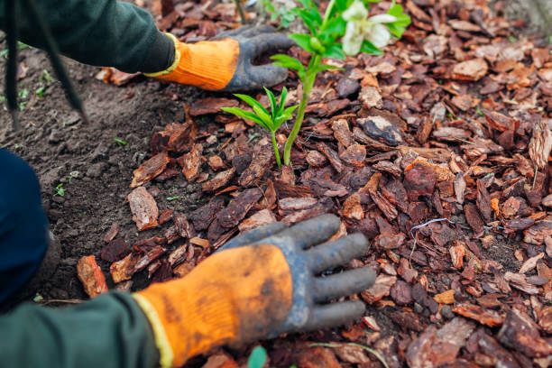 Worker wearing orange and gray gloves carefully spreading cedar wood chip mulch around young seedlings in an outdoor garden bed showing precise hand mulching application around plants
