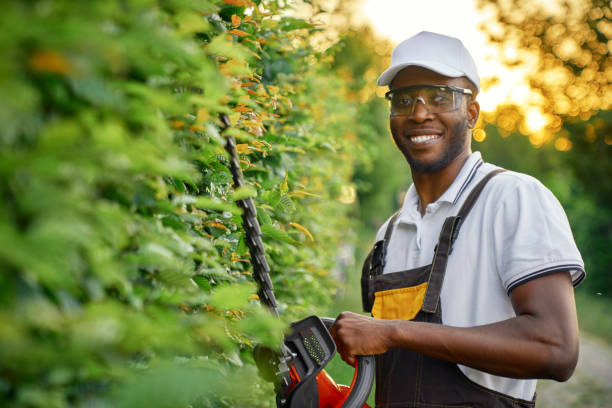 Professional landscaping service expert trimming hedges with a red trimmer