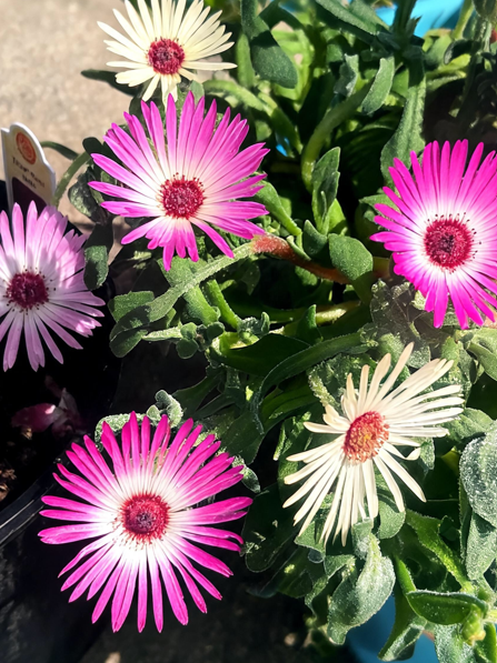 Pink and white daisies in pots