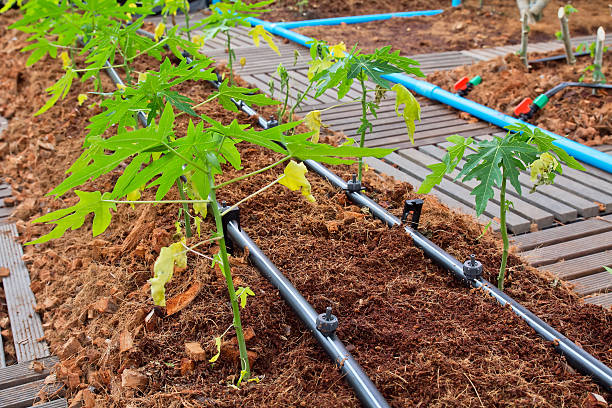 Raised garden planting beds filled with brown growing medium with black drip irrigation emitter lines and blue main supply pipe running through beds, green seedlings growing in organized rows with wooden walkway borders in professional garden irrigation setup