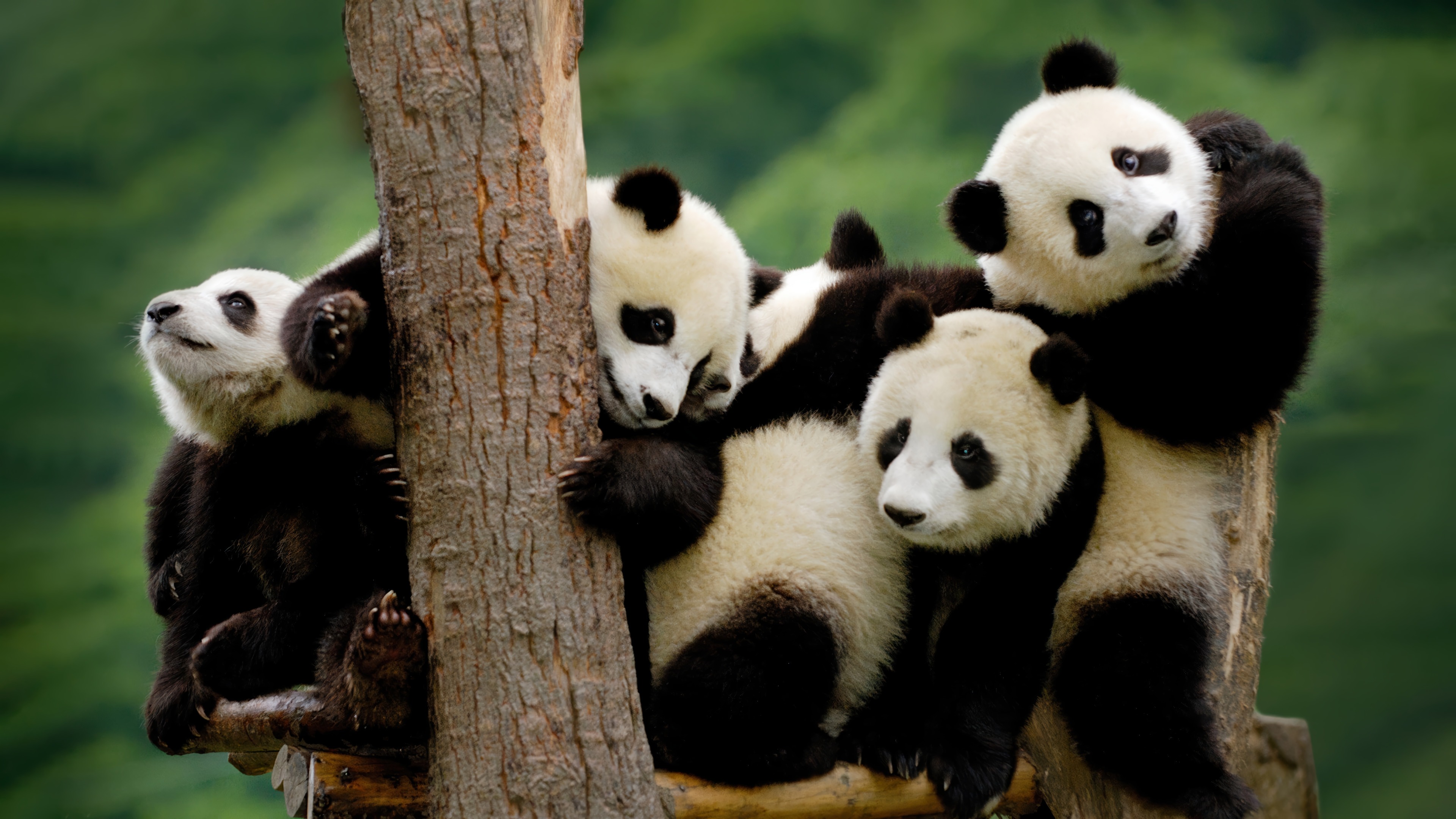 Panda Cubs on Tree