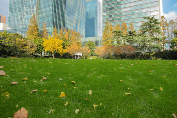 Office park with green lawn, scattered fall leaves, autumn trees and modern glass skyscrapers in background