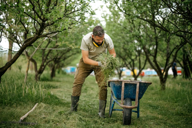 Lawn care professional loading fresh grass clippings into a wheelbarrow during a full lawn care service including cleanup and maintenance in a landscaped orchard area