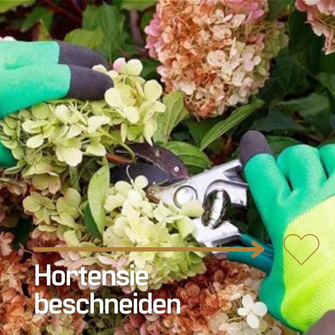 Formschnitt