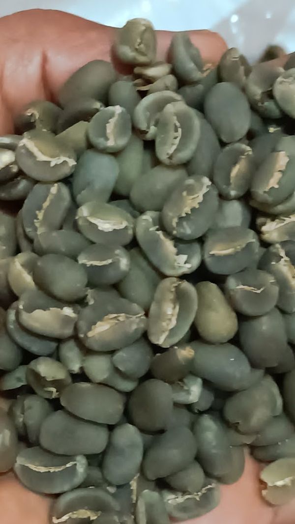 Green Beans Kualitas Export