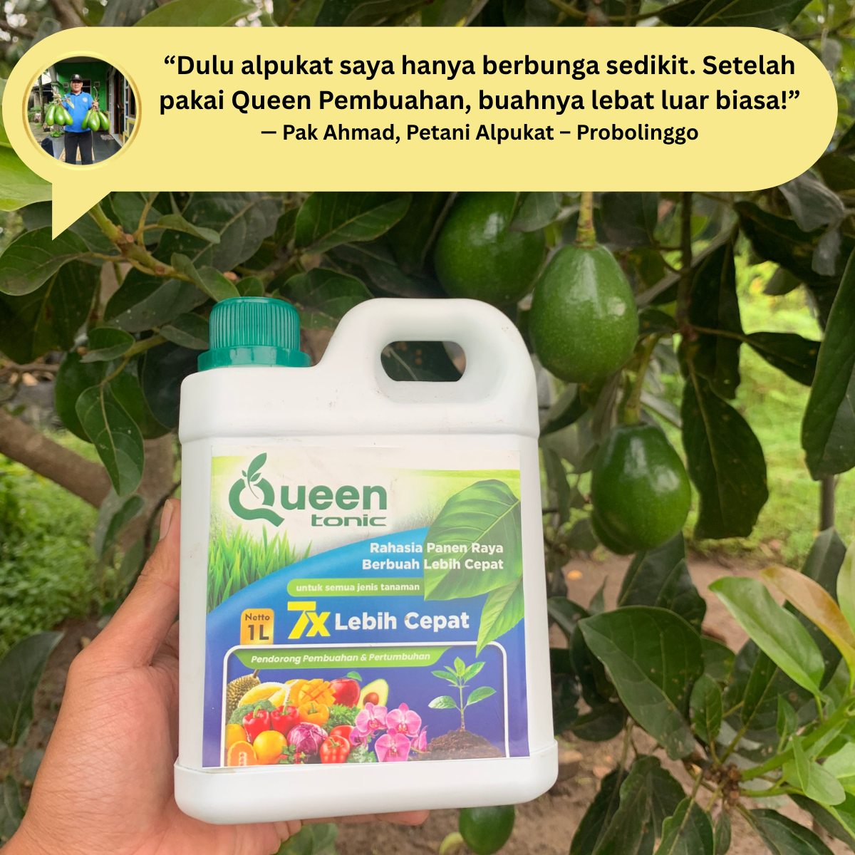 Testimoni Pak Ahmad untuk tanaman alpukat