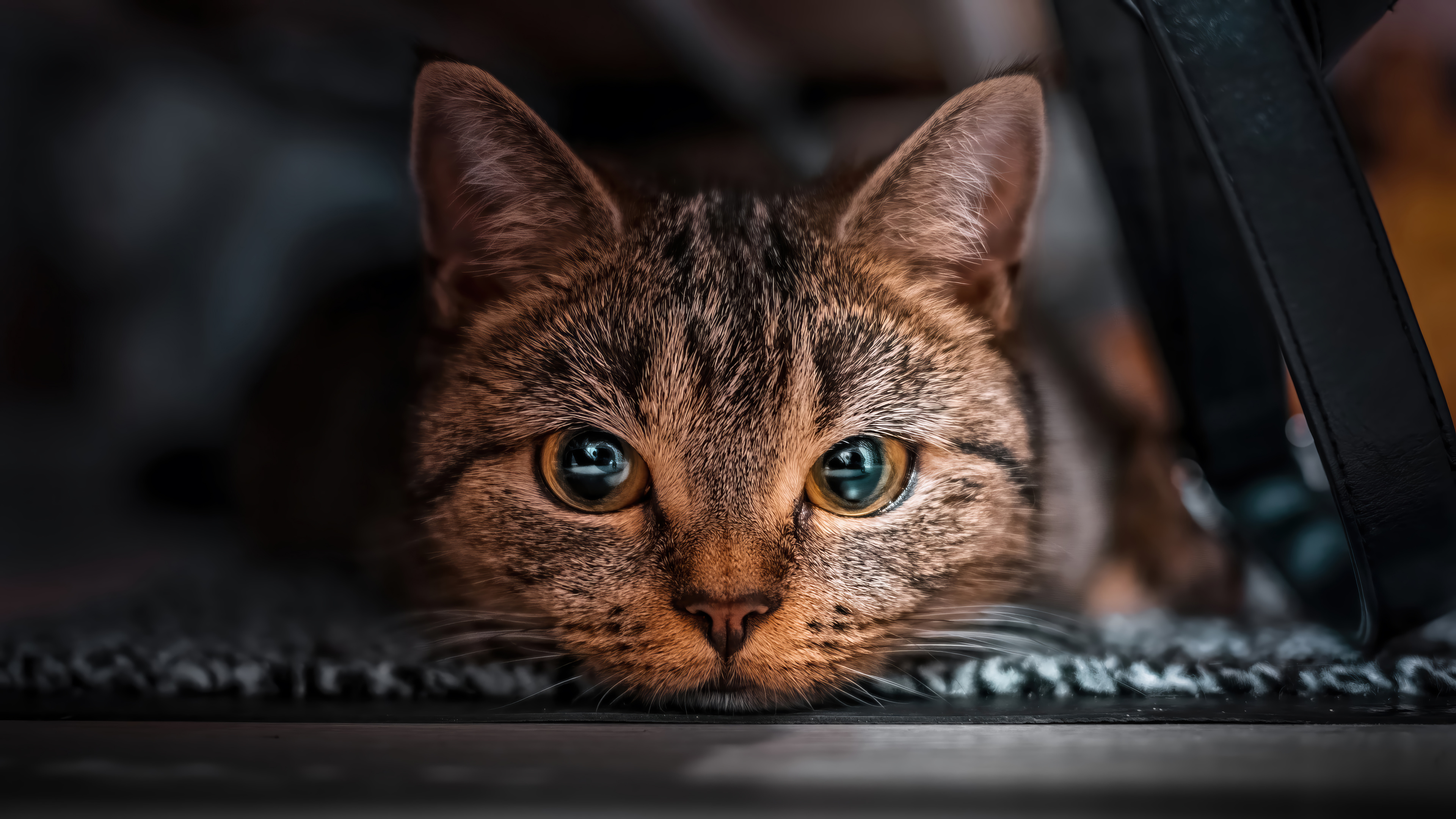 Tabby Cat Close Up