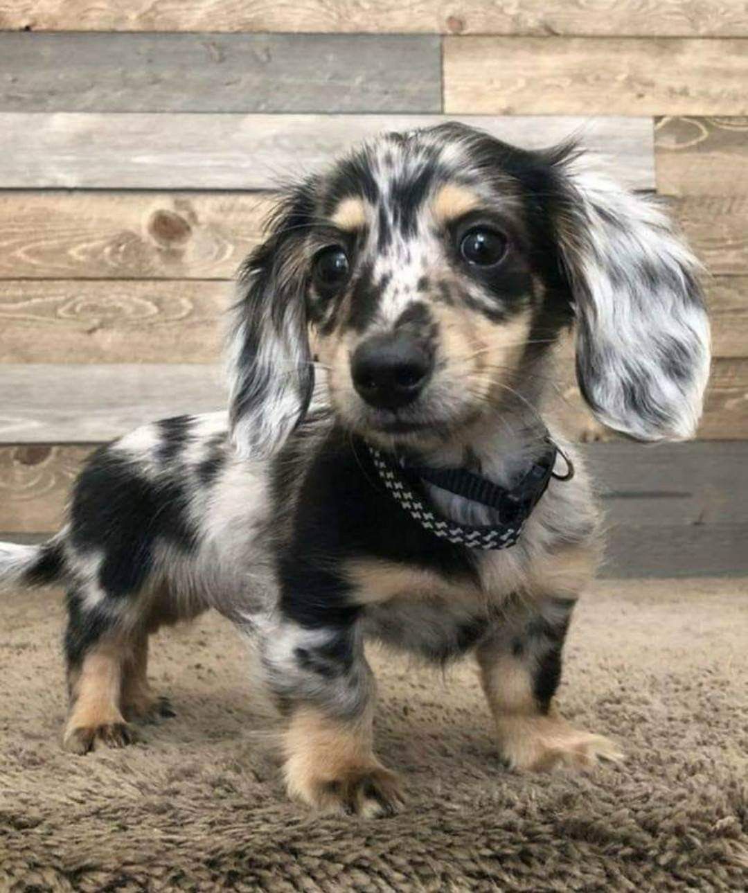 Black, white, and brown Dachshund puppy with long ears on a carpet