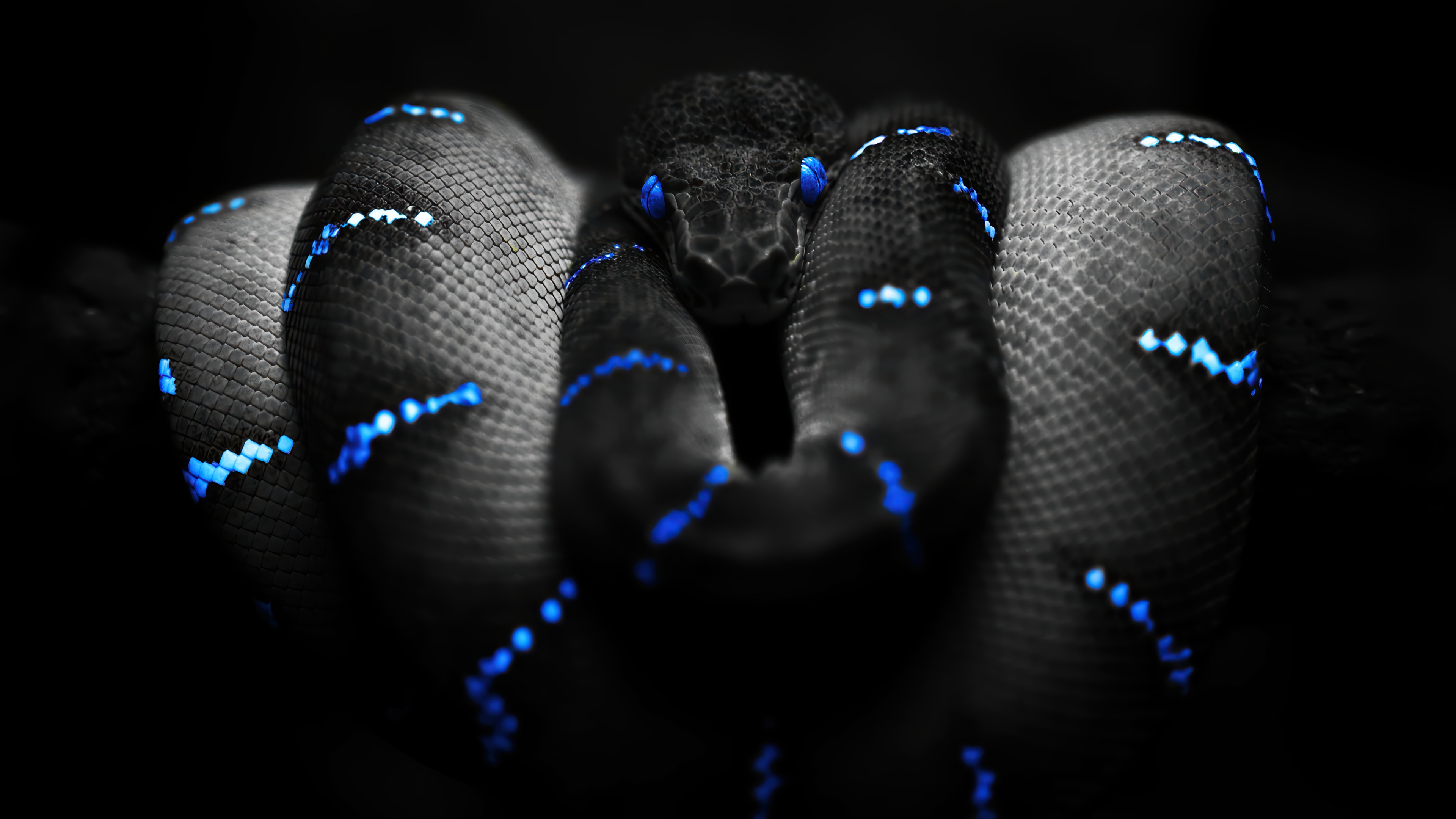 Blue Snake Dark