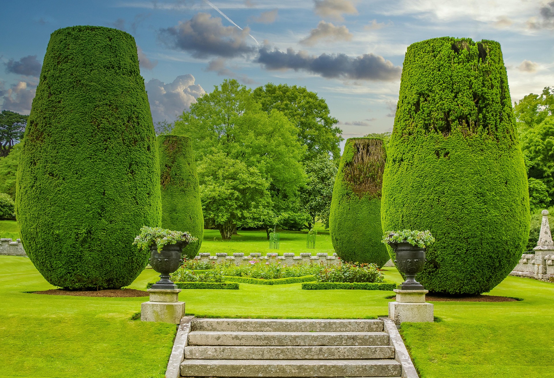 Formal boxwood hedge restoration with precisely trimmed cone-shaped topiary on manicured lawn with stone steps and decorative potted flowers