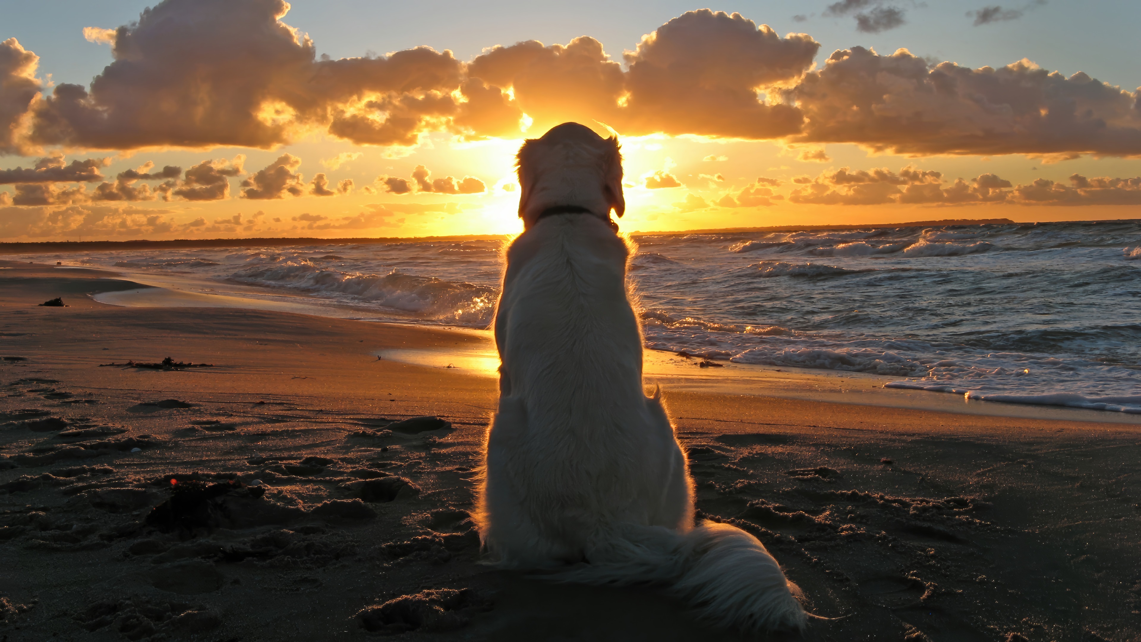 Beach Dog Sunset