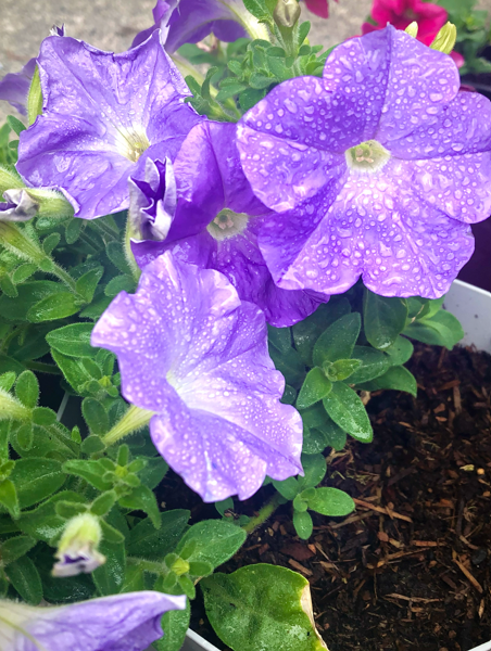 Purple flowers with water droplets in pots