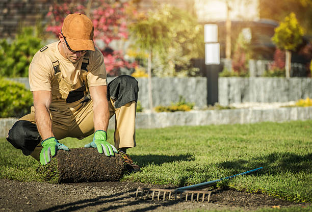 Fresh sod installation on a Houston residential lawn