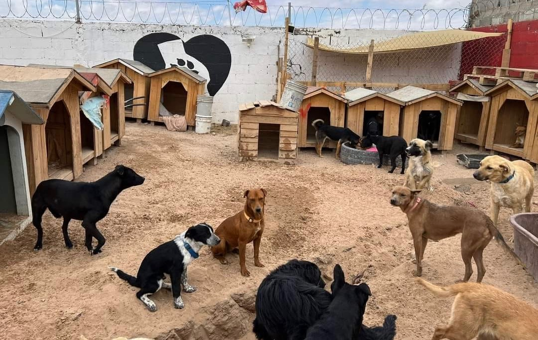 Refugio de perros V.I.D.A.