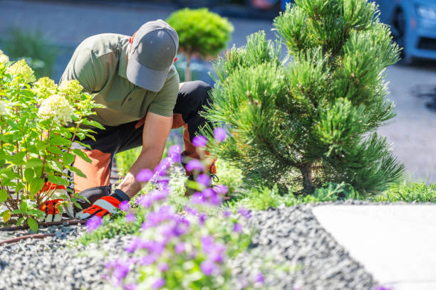Gardener in green shirt and grey cap tending to garden plants with purple flowers and pine trees