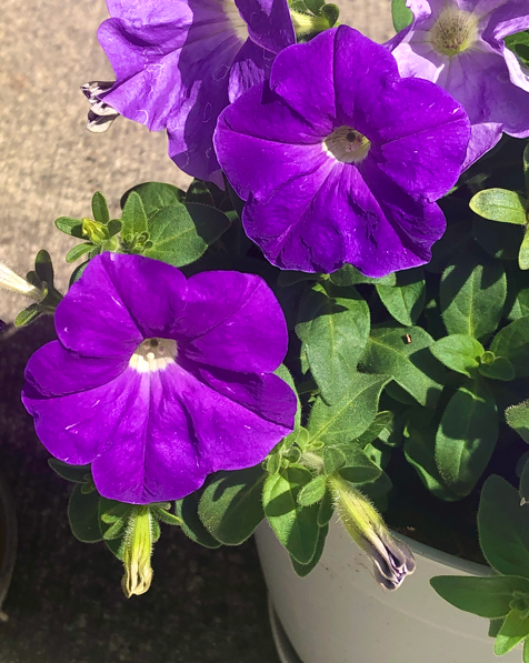 Purple flowers in container