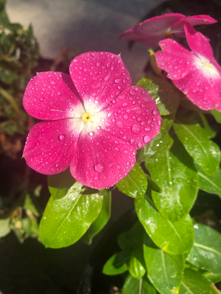 Pink five petal flower with water droplets