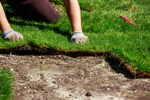 Professional sod installation on residential lawn with worker laying grass