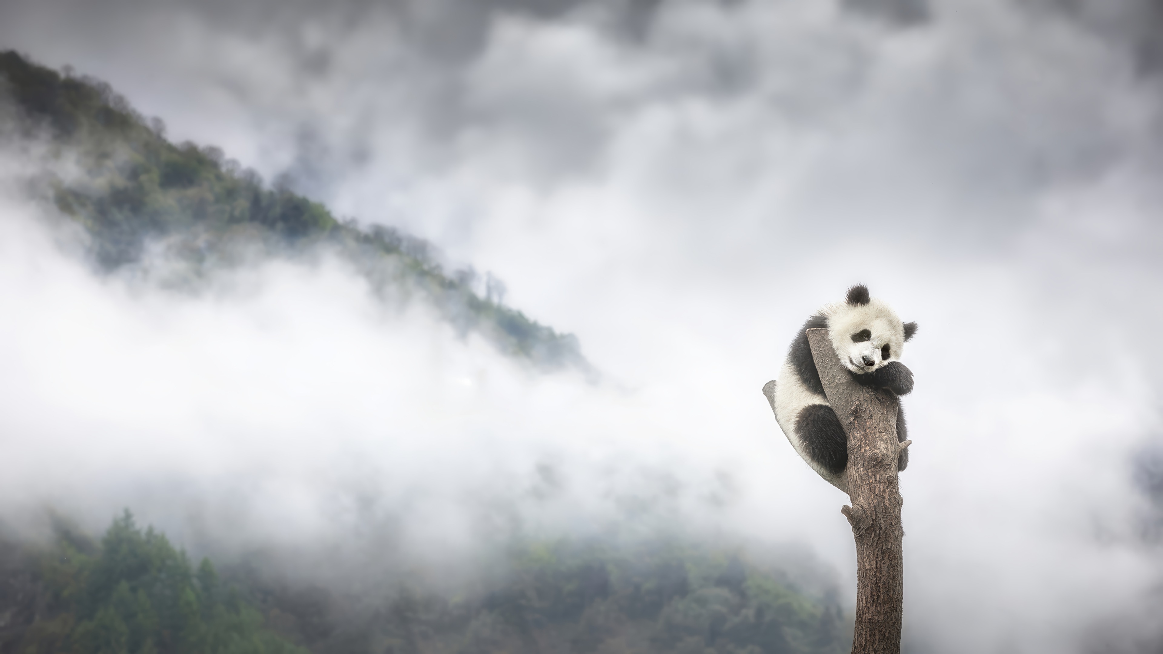 Panda on Tree Misty Mountains