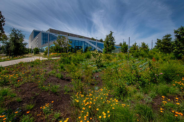 Native Texas plants and landscaping in a Houston yard