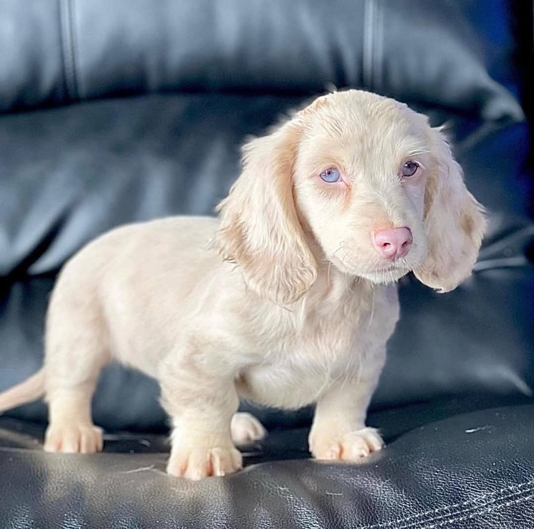 Light-colored Dachshund puppy with a pink nose and blue eyes sitting on a leather sofa