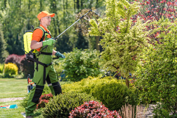 Professional lawn care technician in protective gear applying liquid fertilizer treatment to trees and shrubs in a beautifully maintained garden using a yellow backpack sprayer for deep green color results