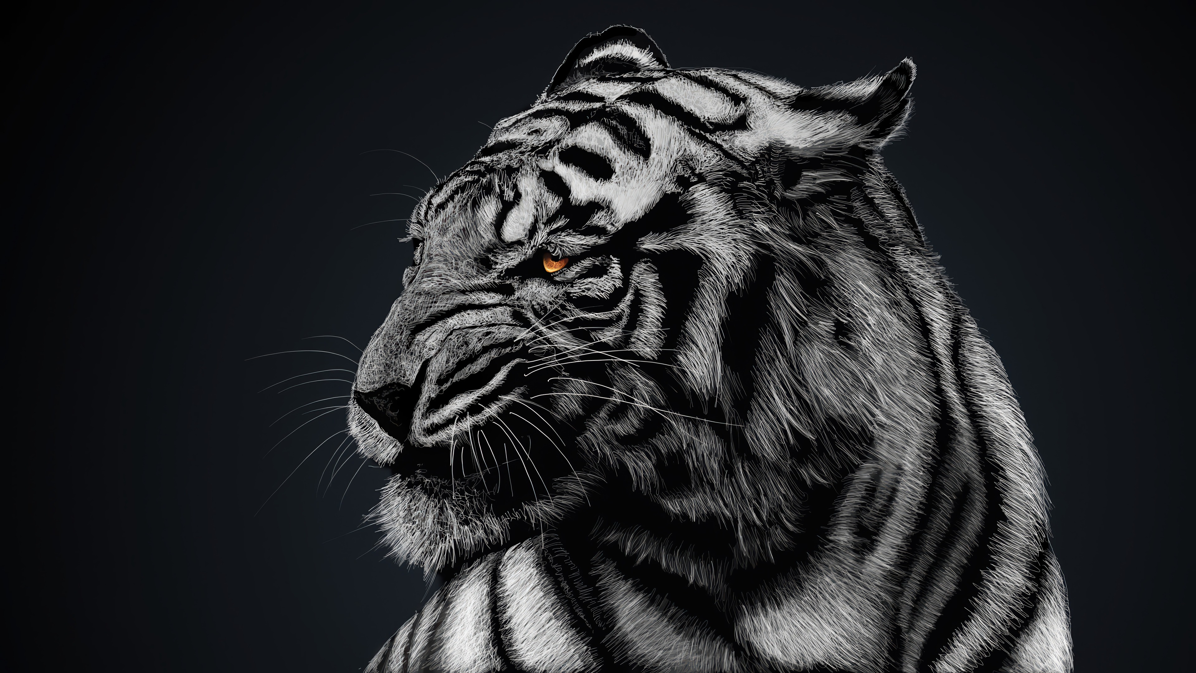 White Tiger Black White