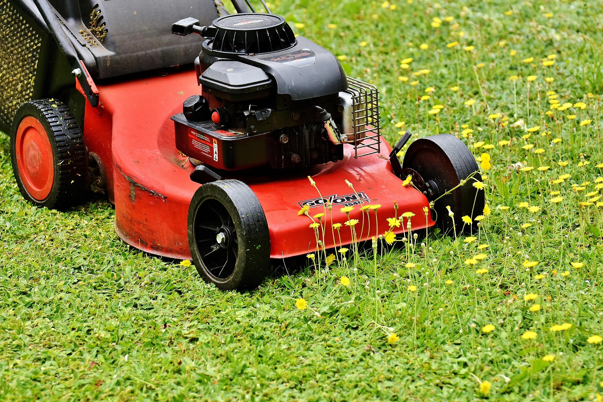 Red and black gas-powered lawn mower placed on a natural lawn with yellow wildflowers and green grass ready for professional lawn mowing service