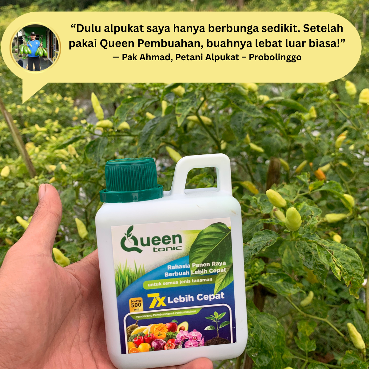 Testimoni Pak Ahmad untuk tanaman cabai