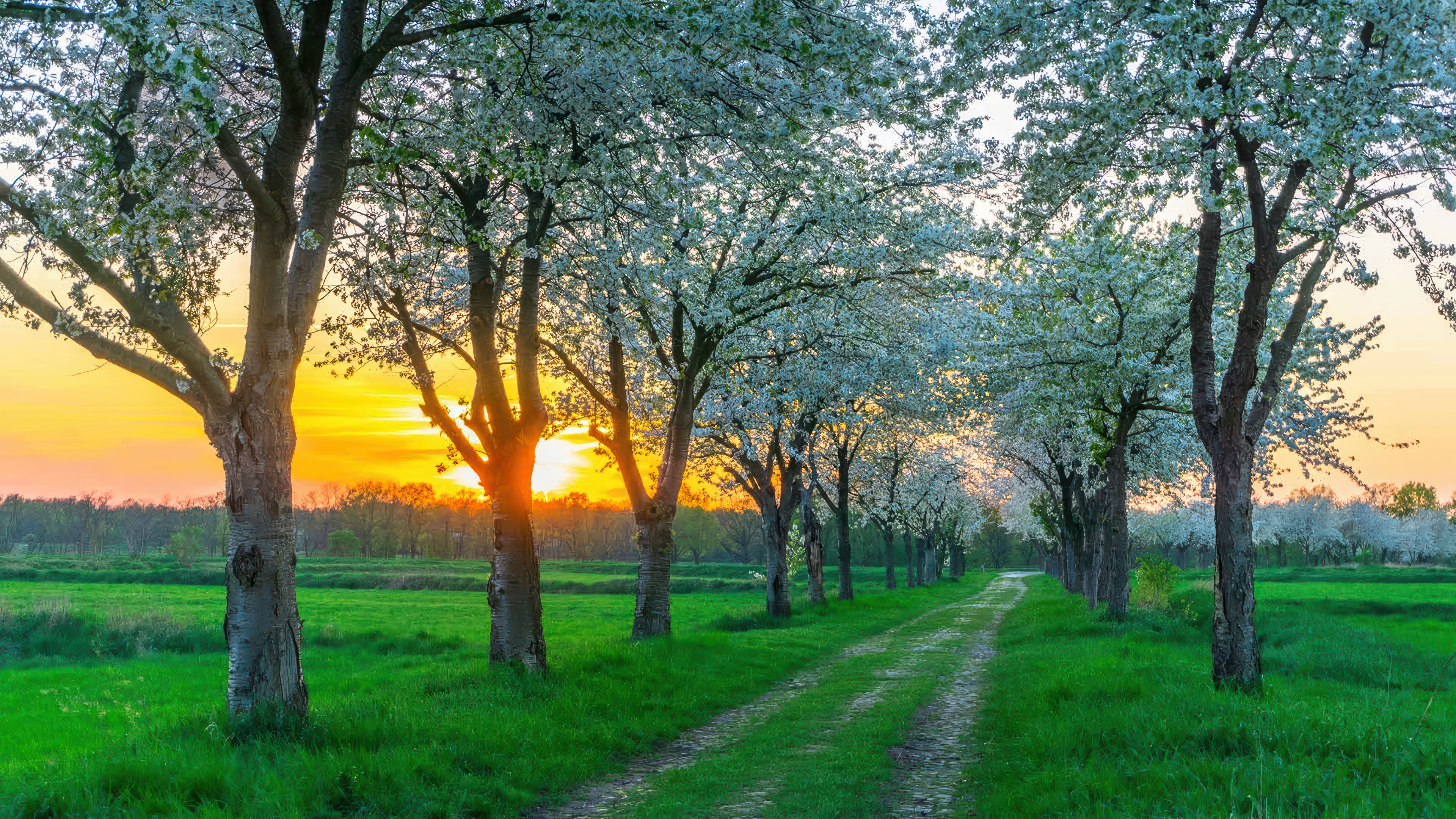 Cherry Blossom Tree Lined Path Sunset
