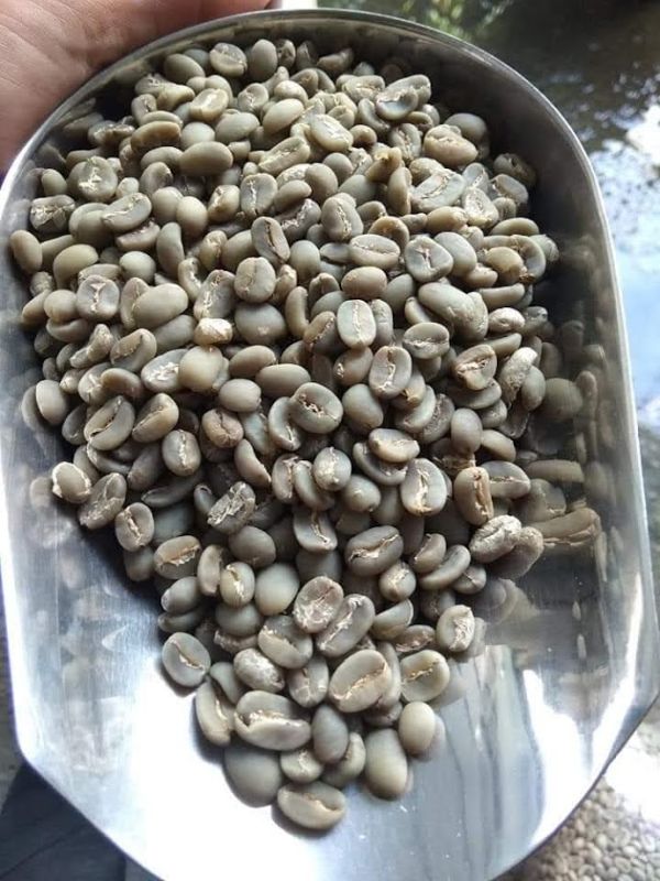 Premium Green Beans