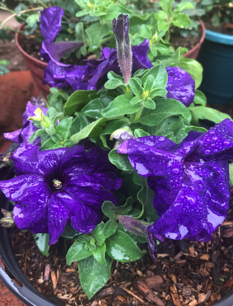Purple flowers with water droplets