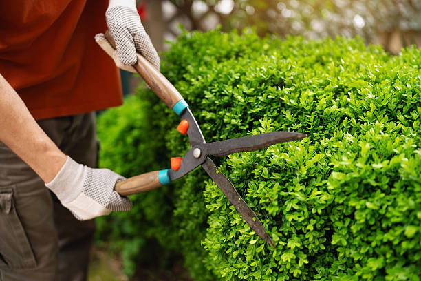 Professional landscaper pruning green shrubs with hedge shears in Dallas TX
