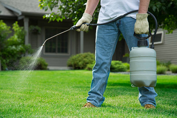 Professional applying weed control treatment on residential lawn