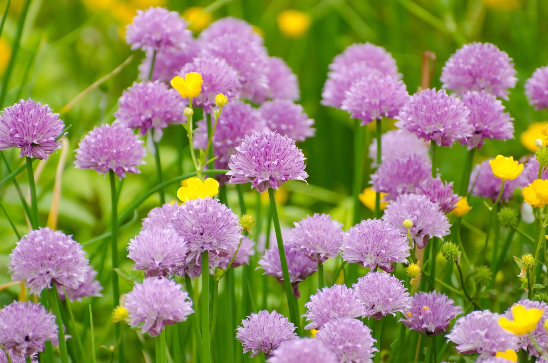 Dense purple perennial garden border with mixed flower varieties in full summer bloom with natural green backdrop