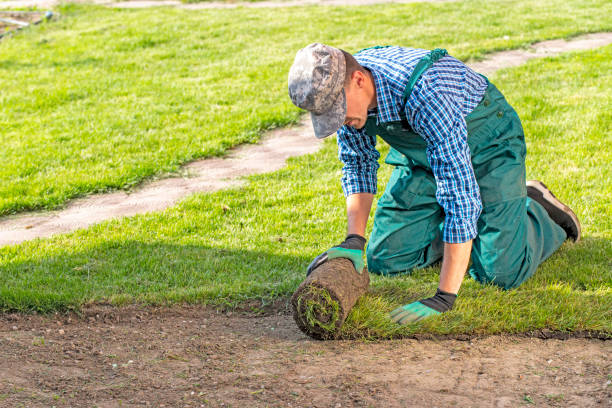 Worker in plaid shirt and green overalls laying sod rolls on prepared lawn alongside walkway during professional lawn renovation project