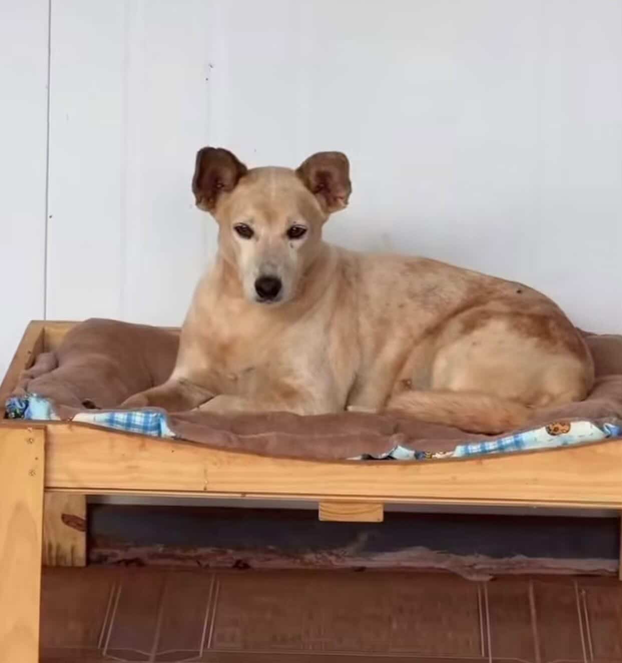 Perro descansando cómodamente en el refugio