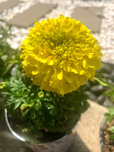 Yellow double flower in container on gravel