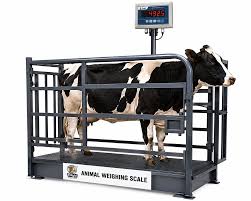 Animal Weighing Scale for cattle and livestock weighing by Thomson and Castec Kurukshetra