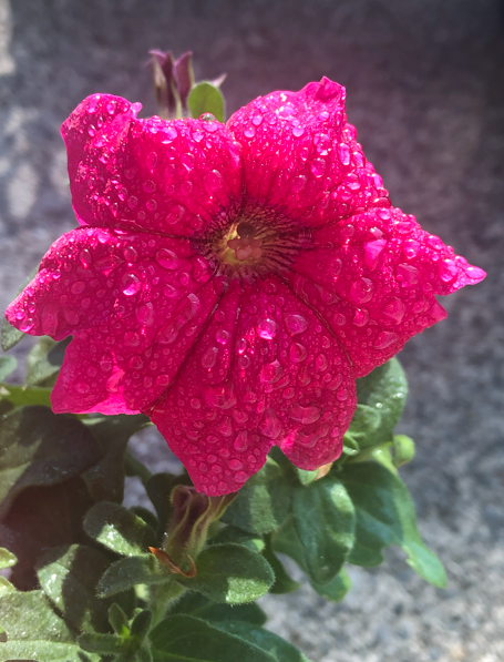 Pink flower with water droplets